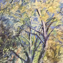 Yellow trees turning green, 
                      20" by 24", pastel on Bristol Board